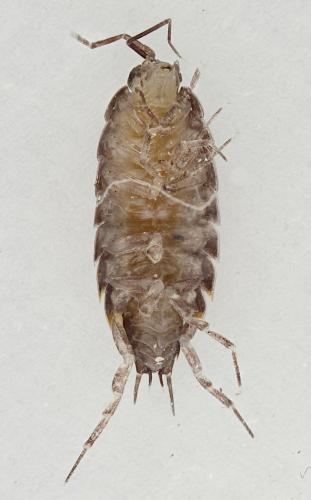 Chaetophiloscia cellaria